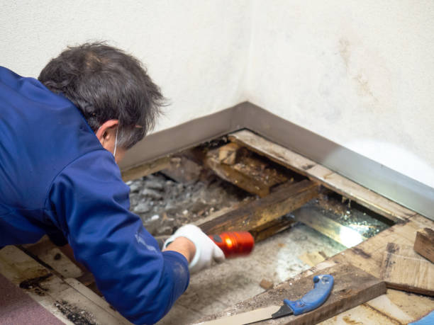 Best Home Mold Removal  in Merriam, KS
