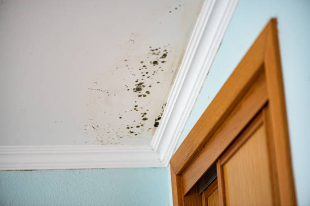 Best Mold Testing  in Merriam, KS