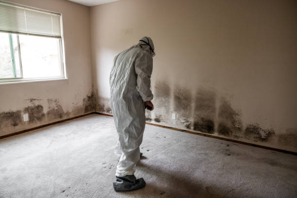 Best Residential Mold Removal  in Merriam, KS