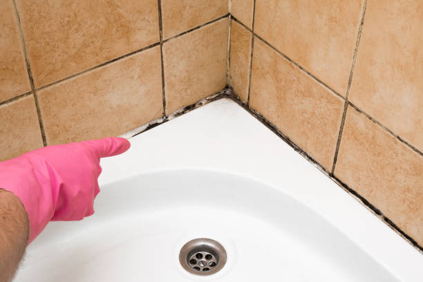 Best Toxic Mold Removal  in Merriam, KS