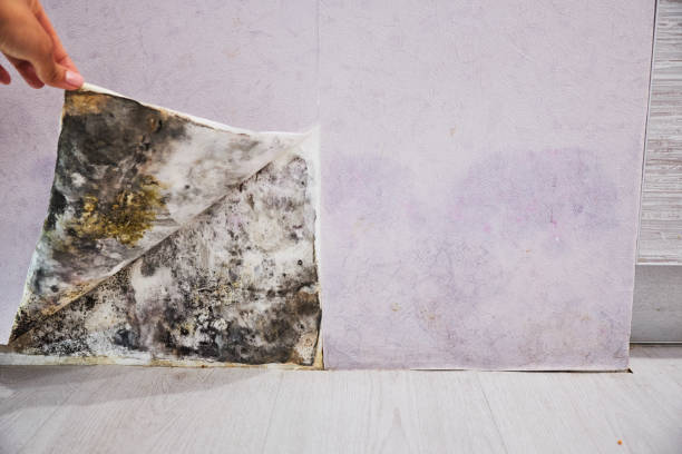 Best Mold Removal Near Me  in Merriam, KS